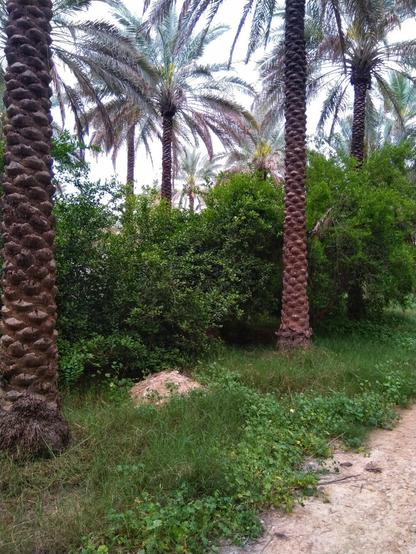 تصویری از نخلستان شامل درخت نخل، سبزه و علف.