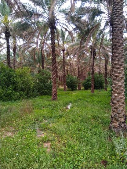 تصویری از نخلستان شامل درخت نخل، سبزه و علف.