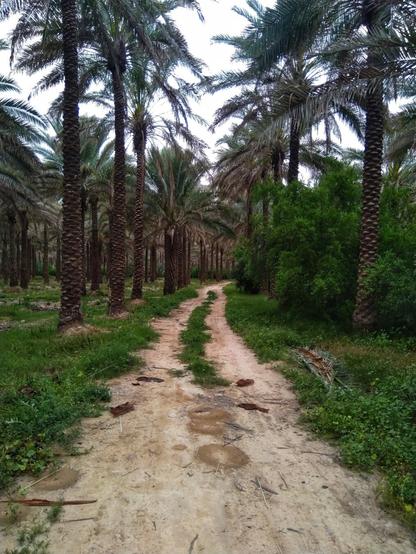 تصویری از نخلستان شامل درخت نخل، سبزه و علف که جاده‌ای خاکی از میان آن می‌گذرد.