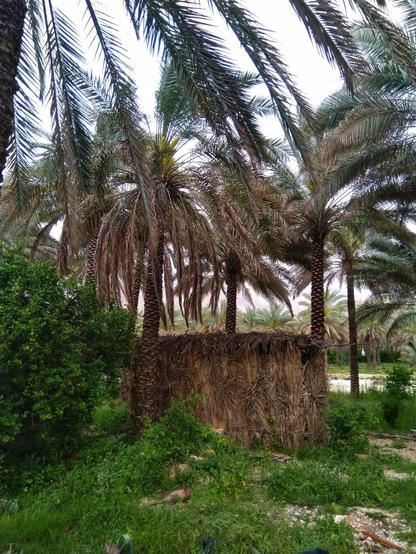 تصویری از نخلستان شامل درخت نخل و یک کَپَر  میان سبزه و علف‌ها.