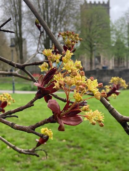 Tree red buds open into yellow flower clusters, with ruined church in background