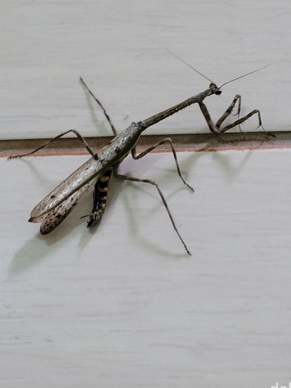 An insect with an elongated body, beige to grey in color, with three pairs of legs, the front one being distinctive, as well as two prominent eyes and a pair of antennae, as well as wings. It looks like a stick insect and could be reasonably camouflaged among the vegetation, but it is a praying mantis. It stands still on an internal ceramic floor.

Um inseto de corpo alongado, cor entre bege e cinza, com três pares de pernas, sendo o da frente diferenciado, além de dois olhos destacados e um par de antenas, bem como asas. Parece um bicho-pau, podendo ficar razoavelmente camuflado na vegetação, mas é um louva-a-deus. Está parado sobre um piso cerâmico interno.