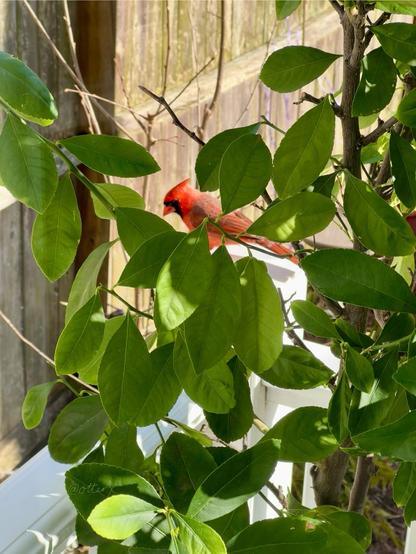 Vertical photo of the bright red cardinal seen through the kitchen storm door window and the big lemon tree with lots of green leaves I moved outside to the kitchen door landing.
Mr Cardinal is on the corner of the white railing, facing left, looking down toward the seeds on the small storage bench.
Sunny and warm afternoon.