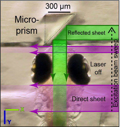 Zebrafish larva and micro-prism, overlayed with excitation laser paths for exposure of a dual illumination plane