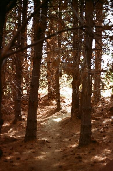 Bosque de Laguna Zeta en Esquel, Argentina
