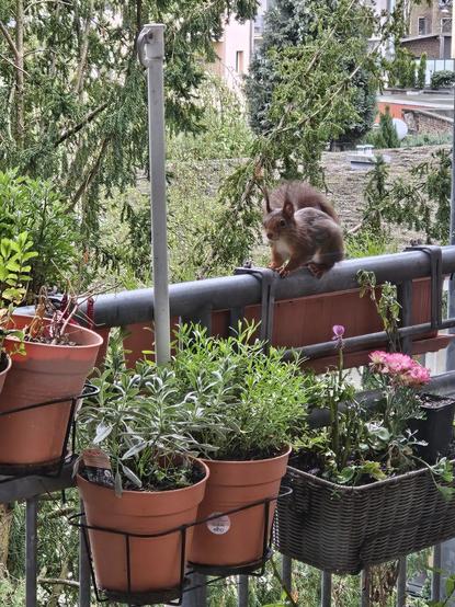 Ein Eichhörnchen balanciert über die Brüstung eines Balkons. Man sieht Salbei, Lavendel und Ranunkeln in Töpfen.