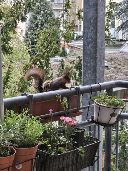 Das Balkon-Hörnchen pinkelt in einen Balkonkasten mit etwas Unkraut. Das Hinterteil ist an die Erde gepresst, der Puschelschwanz steht aufrecht, das Eichhörnchen schaut konzentriert. Im Vordergrund blühen Ranunkeln pink, Salbei und Lavendel treiben aus.