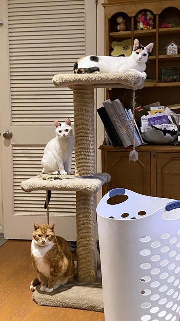 Photo of three cats on a three-level cat tree with a jute-wrapped post in a bit of a busy family room.  At the carpeted base is a substantial orange tiger with a white nose and chest, sitting primly.  On the first platform is an adolescent white cat with black spots near his ears, looking alert.  On the top level (maybe 4 feet up?) lies a mostly white calico cat with a curious face.  A white Rubbermaid laundry basket takes up the lower-right quarter of the shot because Laundry Night!