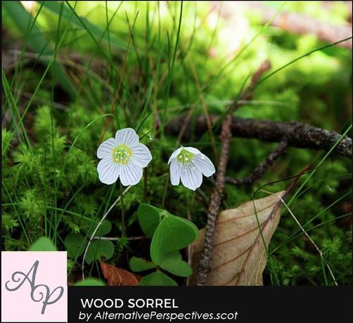 A small white woodland flower which has lilac/purple veins running the length of each of the petals.