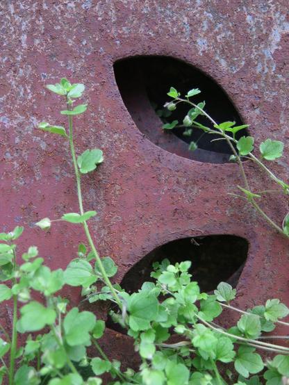 Efeu-Ehrenpreis (Veronica hederifolia) wächst vor und an einer rostigen, roten Stahlplatte empor. Die Platte hat linsenförme Ausschnitte, die wie eine Blüte angeordnet sind.