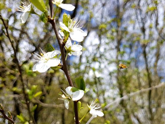 Das Hinterteil einer orangebraunen Schwebfliege mit Anflugmanöver auf einen Obstbaumblütenast mit weißen Blüten. Im Hintergrund eine unscharfe Laubbaumreihe vor freundlichem blauen Wolkenhimmel.
