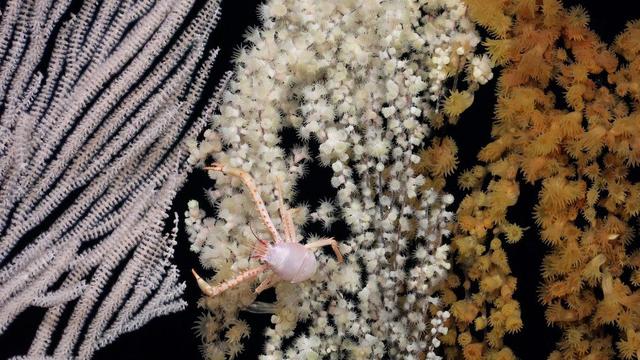 Deep sea corals and a squat lobster