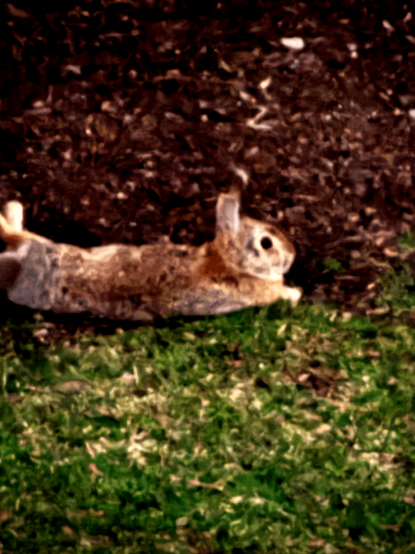 A rabbit is lying on the grass.