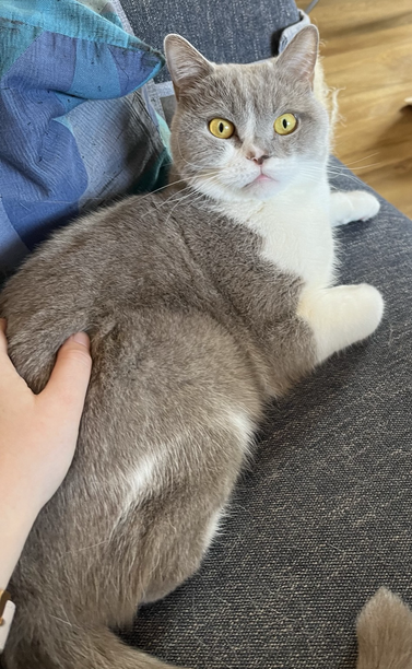 Photo of a cat on a sofa looking at the camera with an how dare you look.
