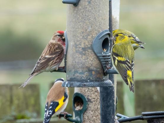 Highlighted is a Redpoll, a bright red cap, a fainter reddish bib below the beak, the body brown streaks with white / buff, it is glancing to its right at the camera on a feeder, on the opposite side of the feeder is a bright greenish\yellow male Siskin, black cap and wings streaks define it as male, below the Redpoll is a Goldfinch, back to us with yellow wing flashes, buff back and black tail feathers with white chevron style markings