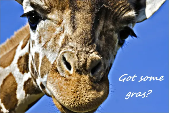 Formatfüllende Nahaufnahme vom Kopf einer Giraffe, die durch das Schiebedach eines PKW in den Wagen herab schaut. 

Format-filling close-up of the head of a giraffe looking down into a car through the sunroof.