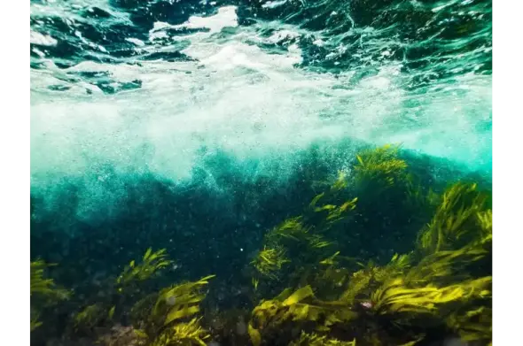 Underwater photo of seaweed