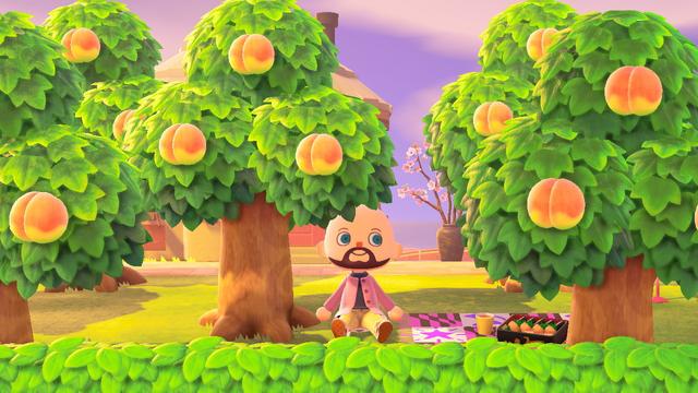 Animal Crossing: New Horizons screenshot. On a grassy ground with green hedges in front of them, a balding, light skinned, bearded islander in a pink coat over a black hoodie is sitting on the ground next to a picnic setup among a grove of peach trees.
