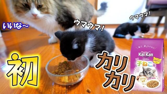 生まれて初めてカリカリフードを食べた子猫達の興奮ぶりが凄すぎた🐈🐈💨【仲良し子猫姉妹の成長記録】