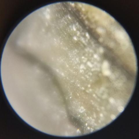 Фото спайности с "чёрного" конца камня. Эта часть более бледная, белая, слегка зеленоватая, с заметной зернистостью (хотя, вероятно, это не очень корректное определение). Плоскости слоёв - чёрные и хорошо различимые. Зёрна ярко блестят.