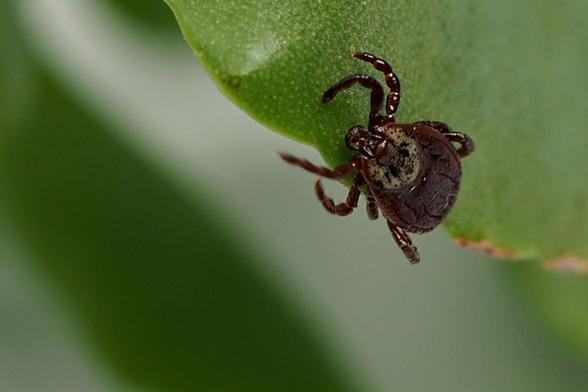 A black tick climbs on a green leaf.