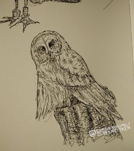 Black Fineliner on paper.

Sketch of an owl sitting on a tree stump.