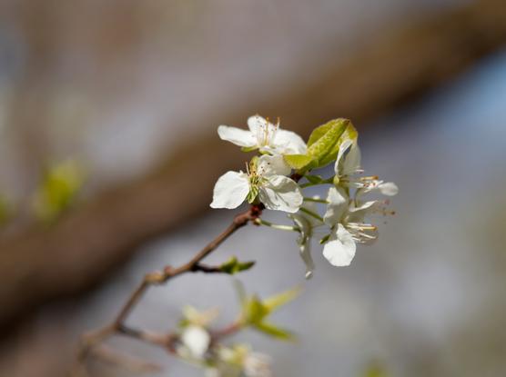 White blossoms on a twig