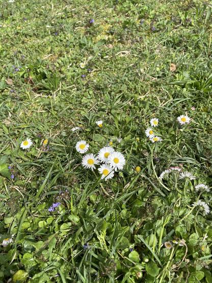 Die Natur entwickelt übrigens eigenständig Mäh-Abwehrmassnahmen: sind die Gänseblümchen am Mähsaison-Anfang noch hochtielig, passen sich die verdammten Dinger an. Mittlerweile sind es nämlich Ninja-Gänseblümchen: Sie huschen unter dem Rasenmäher ungesehen einfach durch!