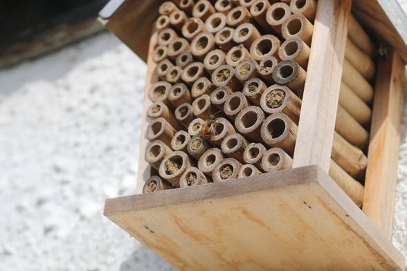 An orange striped bee on a "bee hotel" with many bamboo tubes. Most of the tubes are plugged with dried mud.