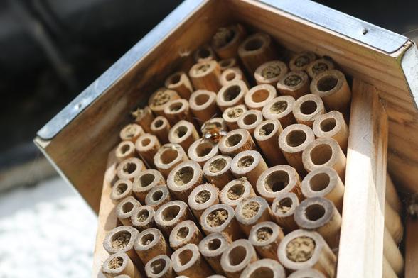 An orange striped bee on a "bee hotel" with many bamboo tubes. Most of the tubes are plugged with dried mud.