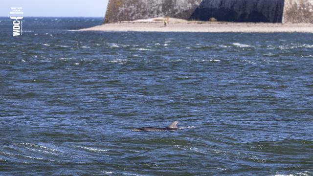 A Bottlenose dolphin surfacing to breathe in the sea with Fort George in the background. The area of sea is called the Chanonry Narrows, near Rosemarkie on the Black Isle, Scotland.
