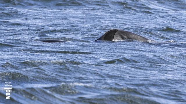 The dorsal fin of a Bottlenose dolphin named Sickle pops up above the seas surface with the dolphins two year old calf just behind her. Chanonry Point, Scotland