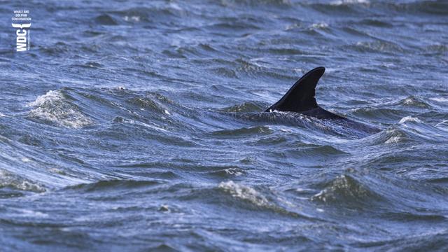 The big, pointy dorsal fin of an adult male Bottlenose dolphin named Scoopy popping up through the rough blue sea near Chanonry Point, Scotland.
