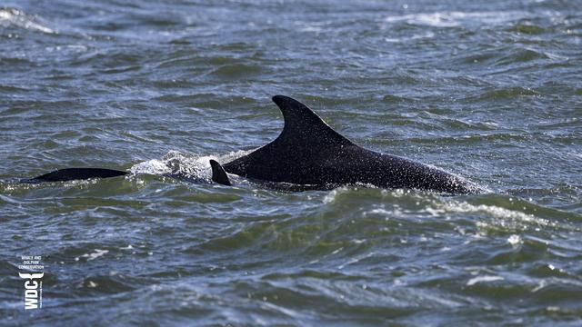 Sickle, a female Bottlenose dolphin passing Chanonry Point going through the waves and rough sea with her youngster near Chanonry Point, Scotland.