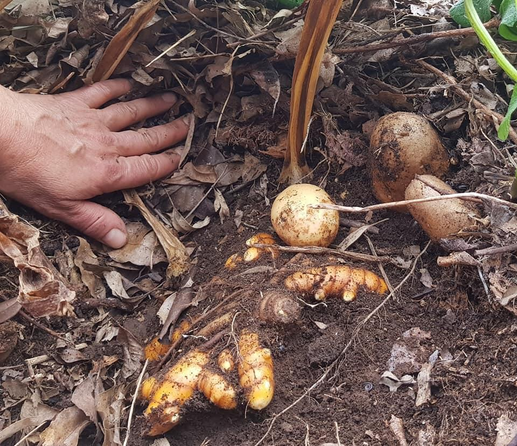 turmerics and potatoes