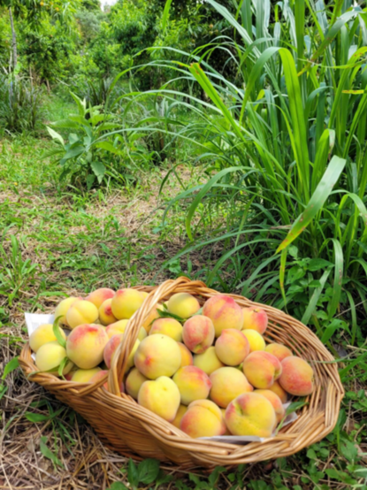 a basket of fruits