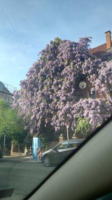 Ein Gründerzeithaus, überwachsem von blühendem Blauregen, dessen Blüten sich wie ein Wasserfall über das ganze Haus ergießen und das Haus dahinter fast komplett versteckt