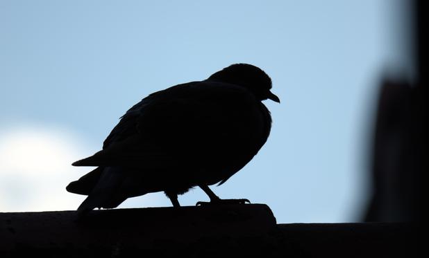Photo d’un pigeon ramier à contre-jour, posé sur les tuiles faîtières d’un mur.