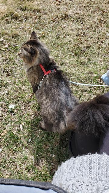 A long-haired brown tabby cat from behind, outside with a harness. He looks to the left while his tail splays fashionably against his owner's leg to the right