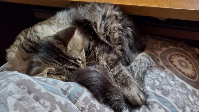 Same cat now curled up on a fuzzy gray blanket indoors, next to a desk, sleeping with his face buried in his tail