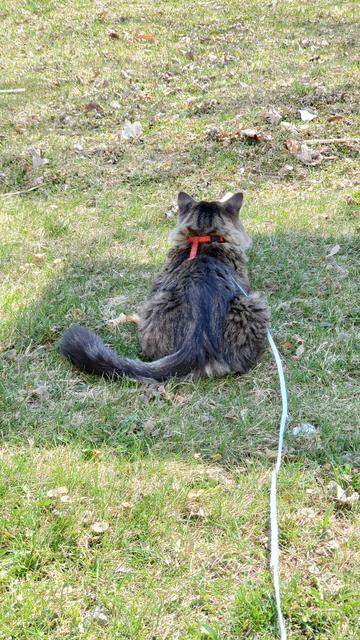 The cat outside again, lying down but attention perked up in the shade of something. The camera views him from behind, his pale blue leash visible leading up to him