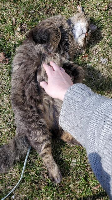 The same cat one last time, now lying playfully on the grass with his belly up, Paes folded and his white lower jaw and chest visible. He has an adorable nose. A gray-sleeved pale hand reaches down to touch his belly