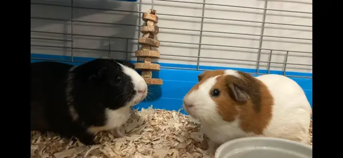 Two guinea pigs; one brown and white, one black and white