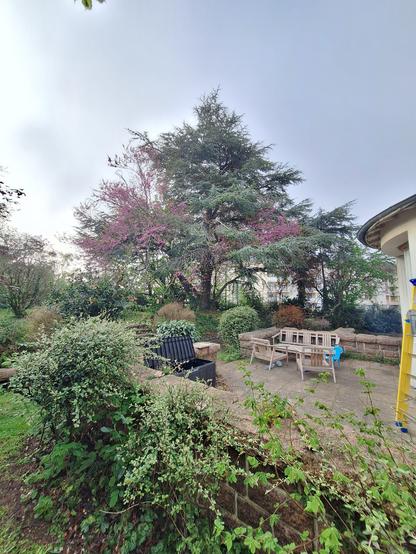 Au premier plan, une terrasse entourée d'un muret en granit rose et d'arbustes. Au second plan un arbre de judée en fleurs s'entremele dans un cèdre de l'atlas.
L'arbre de judée couvre la moitié basse du cèdre avec ses fleurs roses foncé. Le cèdre de l'atlas fait environ 15m de haut pour autant de large et a des aiguilles verts foncé avec des reflets bleutés.

La lumière est claire mais diffuse. On devine le soleil se couchant, masqué par une fine brume