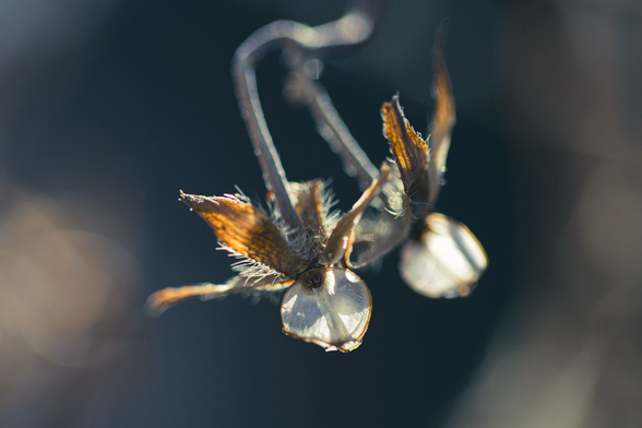 Dried seed pods from a Morning Glory flower