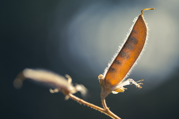Dried seed pod from a Sweet Pea plant