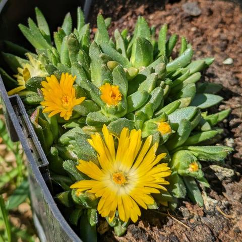eine Mittagsblume im Topf mit mehreren gelben Blüten, davon eine ganz offen.