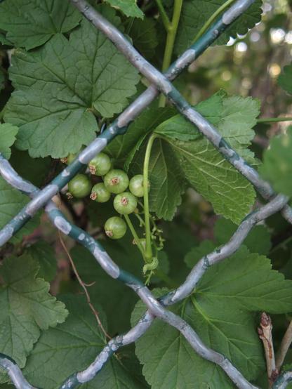 Im Vordergrund ein Metallzaum mit quadratischem Muster. Direkt dahinter wächst eine Johannisbeerpflanze, die erste Früchte auszubildet. Die Pflanze drückt durch ihren Wuchs an den Zaun und wächst teilweise hindurch.