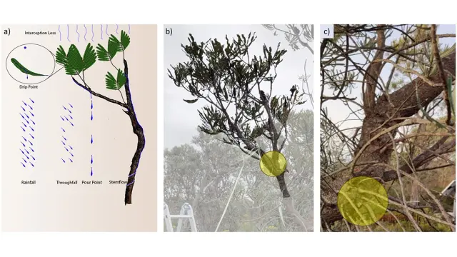 drawing and photos of trees illustrating the effect discussed in the article
