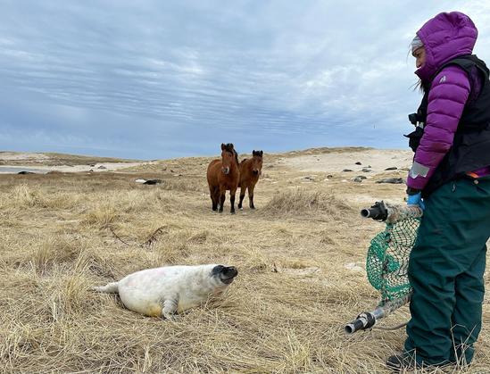 Woman scientist slowly approaches a gray seal with a net for closer examination